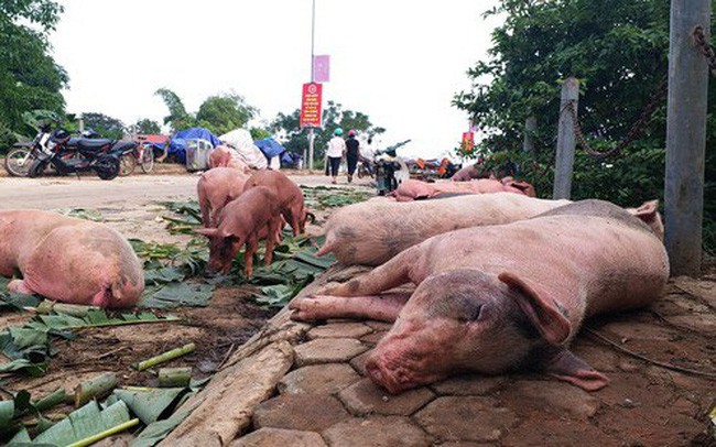 Chọn thịt lợn sạch theo hướng dẫn của chuyên gia trước tình hình dịch tả lợn châu Phi bùng phát - Ảnh 2.