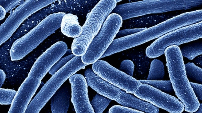 Vi khuẩn E.coli và những điều bạn cần biết để phòng tránh ngộ độc thực phẩm - Ảnh 4.