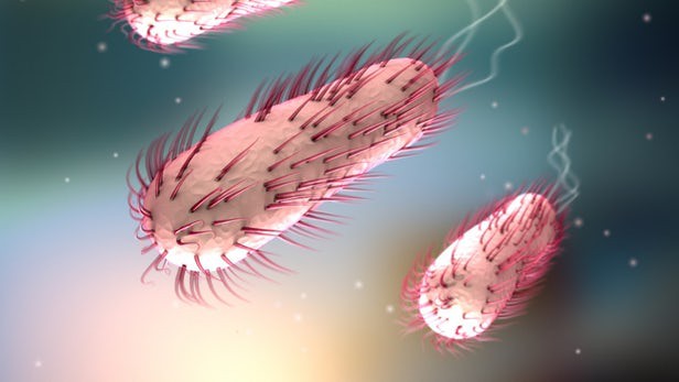 Vi khuẩn E.coli và những điều bạn cần biết để phòng tránh ngộ độc thực phẩm - Ảnh 6.
