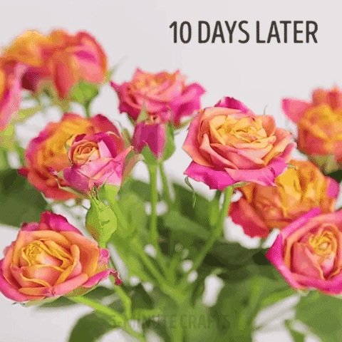 Mẹo vặt: Cắm hoa bằng nước này thì 10 ngày sau hoa vẫn tươi như mới - Ảnh 2.