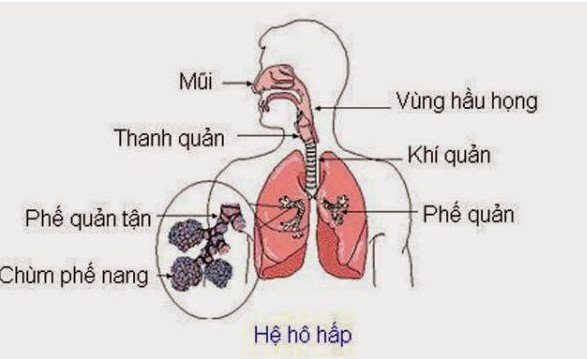 Vì sao mỗi gia đình nên sở hữu chiếc máy xông mũi họng - Ảnh 1.