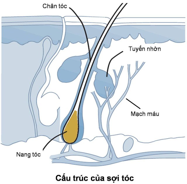 Tóc rụng có thể do bạn đang gặp 1 loạt vấn đề về sức khỏe - Ảnh 1.