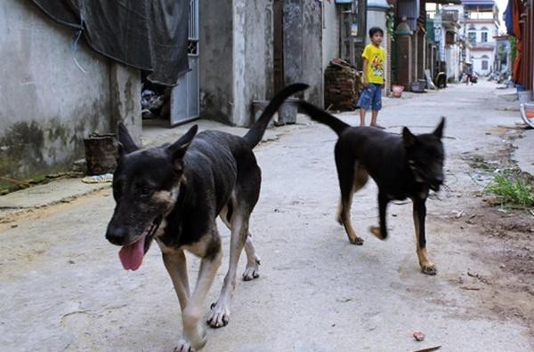 Hòa Bình: Chó dại đang nuôi cắn cả nhà, cha và con trai tử vong vì chủ quan không tiêm phòng - Ảnh 1.