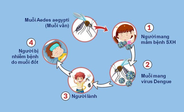 Sốt xuất huyết: Hiểu đúng để phòng bệnh hiệu quả - Ảnh 2.