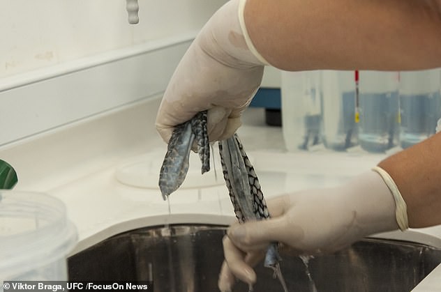 Kỳ tích chưa từng thấy: Người chuyển giới đầu tiên trên thế giới được phẫu thuật tái tạo âm đạo bằng da cá rô phi - Ảnh 4.