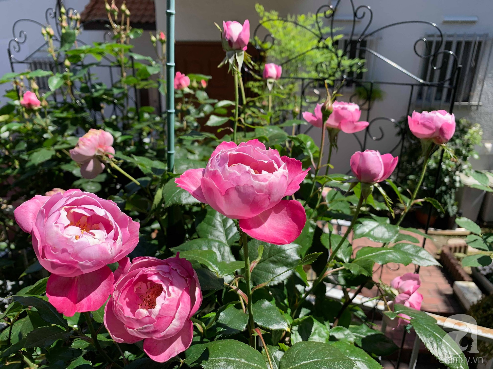 Góc vườn 20m² thơm ngát hoa hồng đủ loại của nữ giám đốc Việt ở Nhật Bản - Ảnh 17.