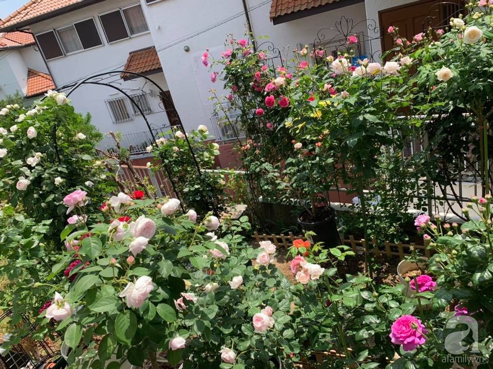 Góc vườn 20m² thơm ngát hoa hồng đủ loại của nữ giám đốc Việt ở Nhật Bản - Ảnh 2.