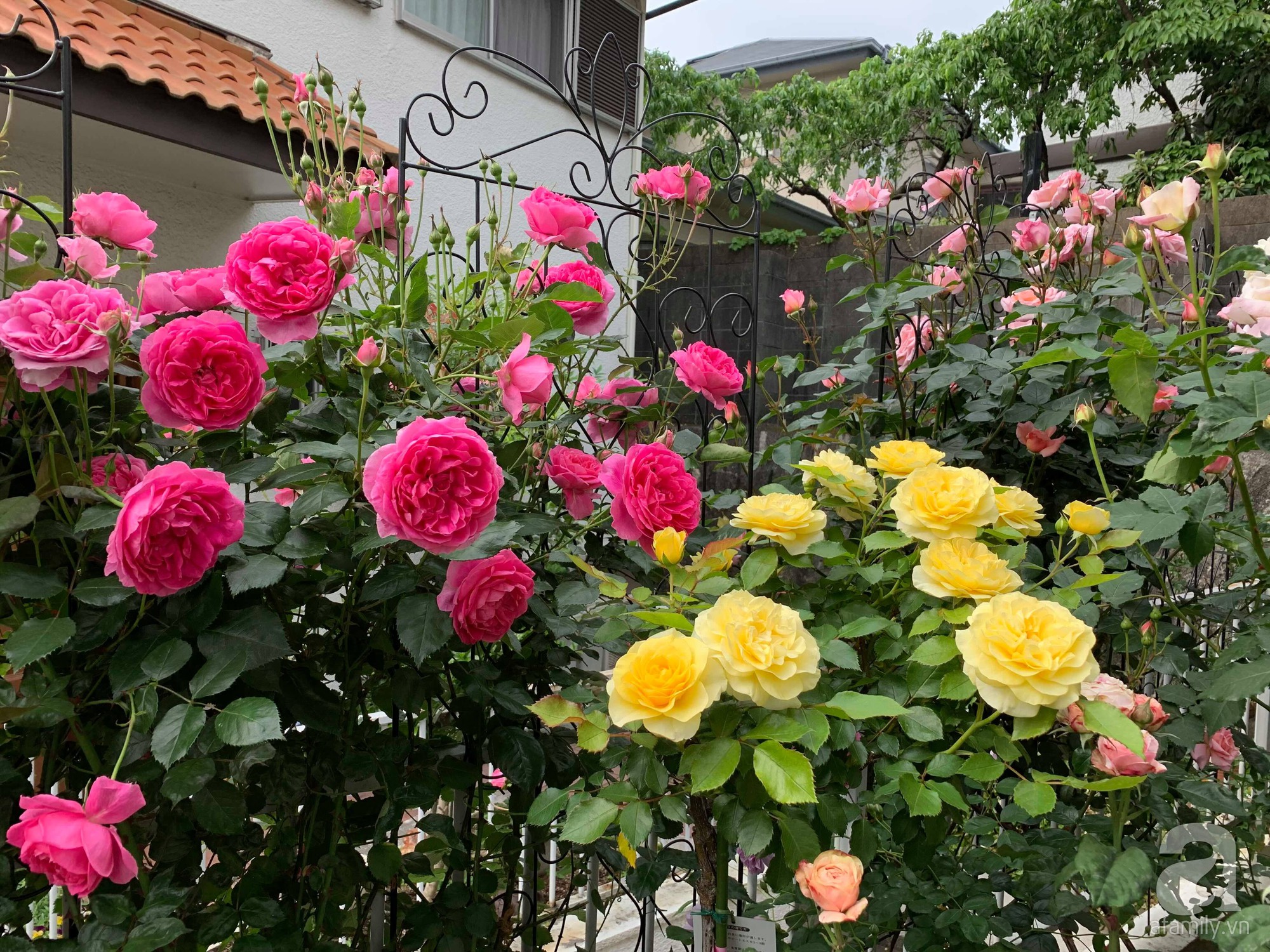 Góc vườn 20m² thơm ngát hoa hồng đủ loại của nữ giám đốc Việt ở Nhật Bản - Ảnh 16.