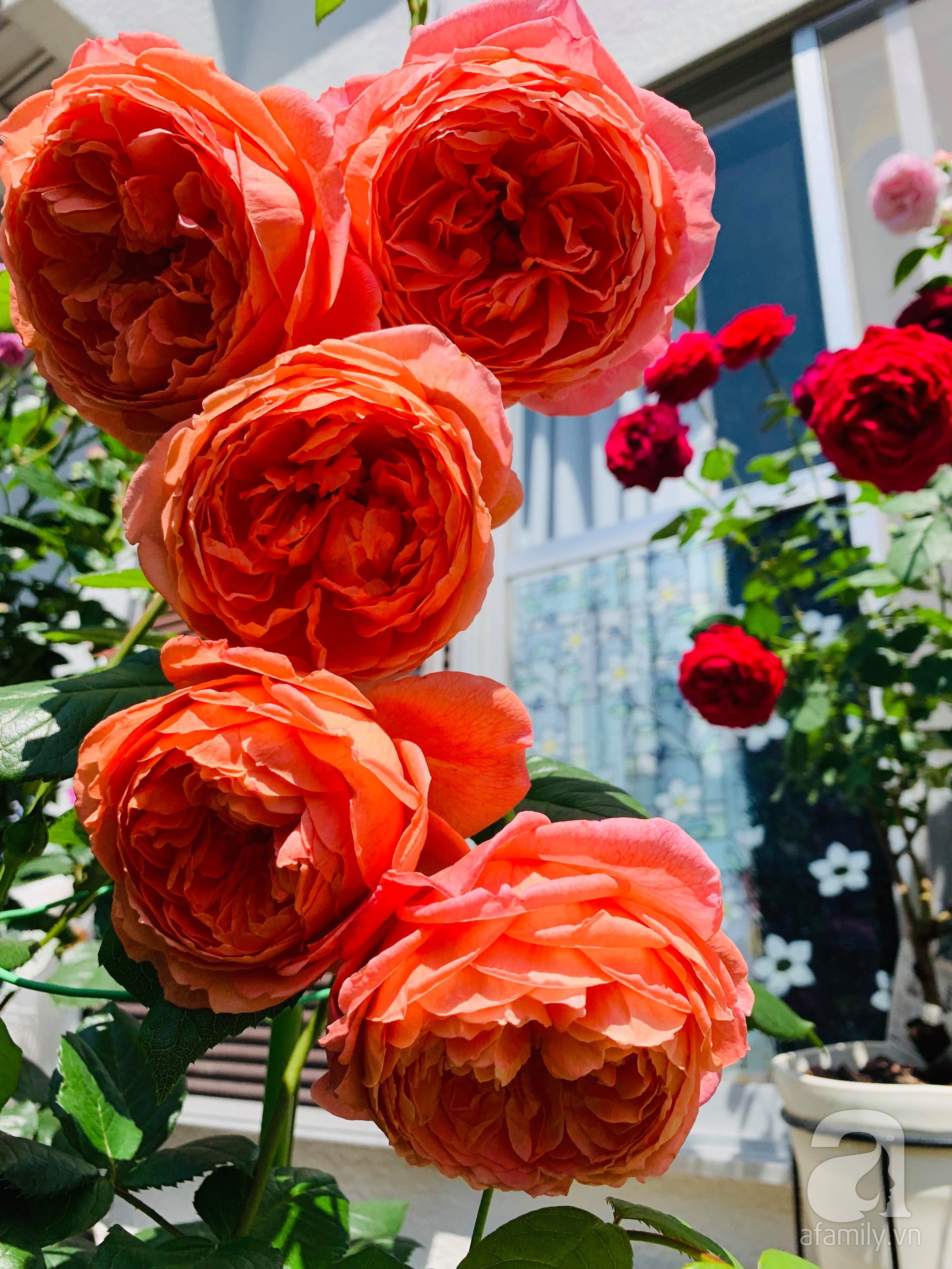 Góc vườn 20m² thơm ngát hoa hồng đủ loại của nữ giám đốc Việt ở Nhật Bản - Ảnh 14.