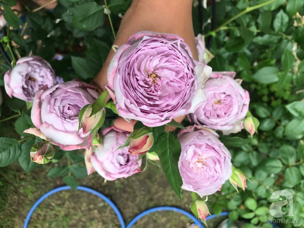 Góc vườn 20m² thơm ngát hoa hồng đủ loại của nữ giám đốc Việt ở Nhật Bản - Ảnh 12.