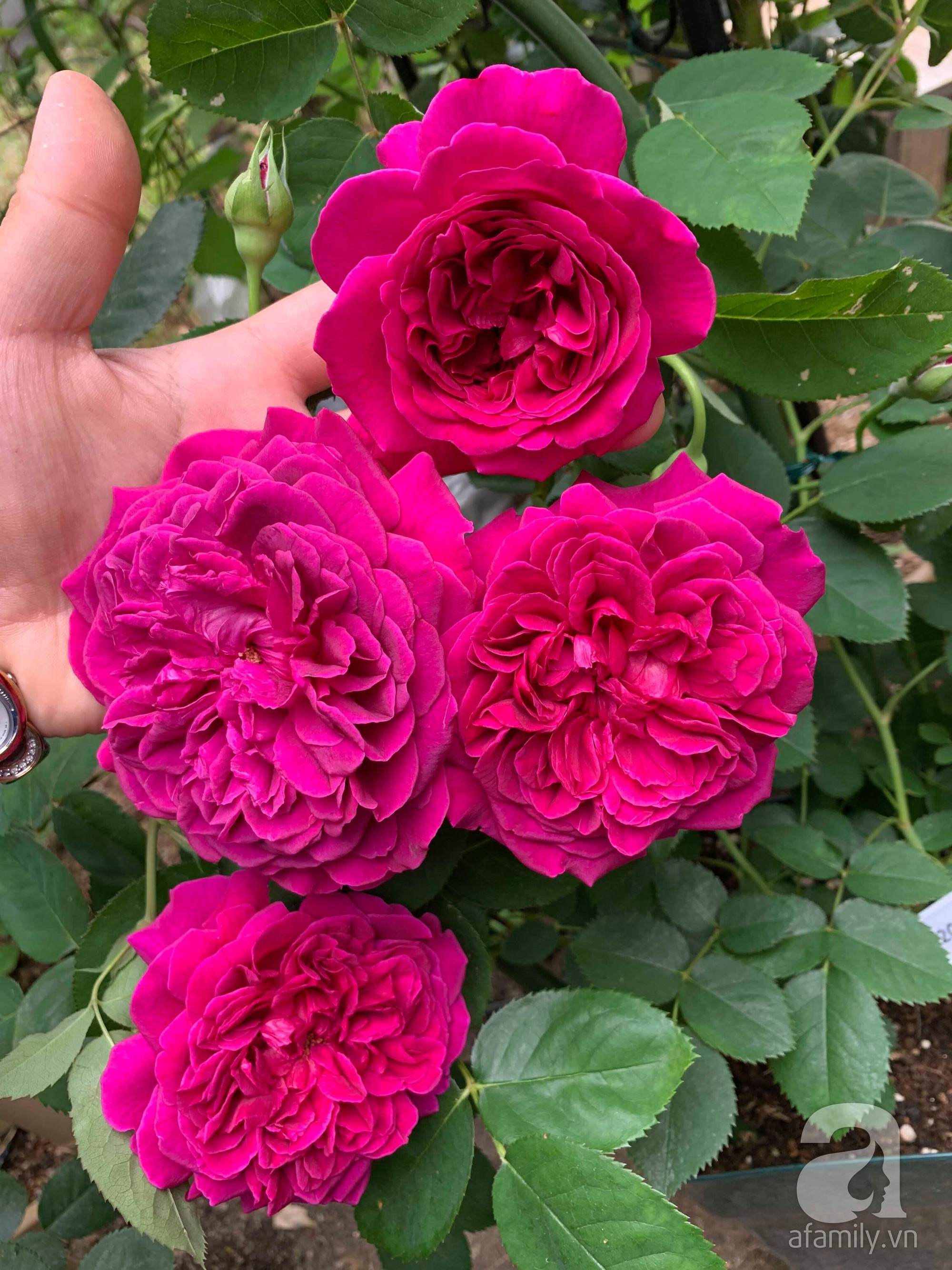 Góc vườn 20m² thơm ngát hoa hồng đủ loại của nữ giám đốc Việt ở Nhật Bản - Ảnh 11.