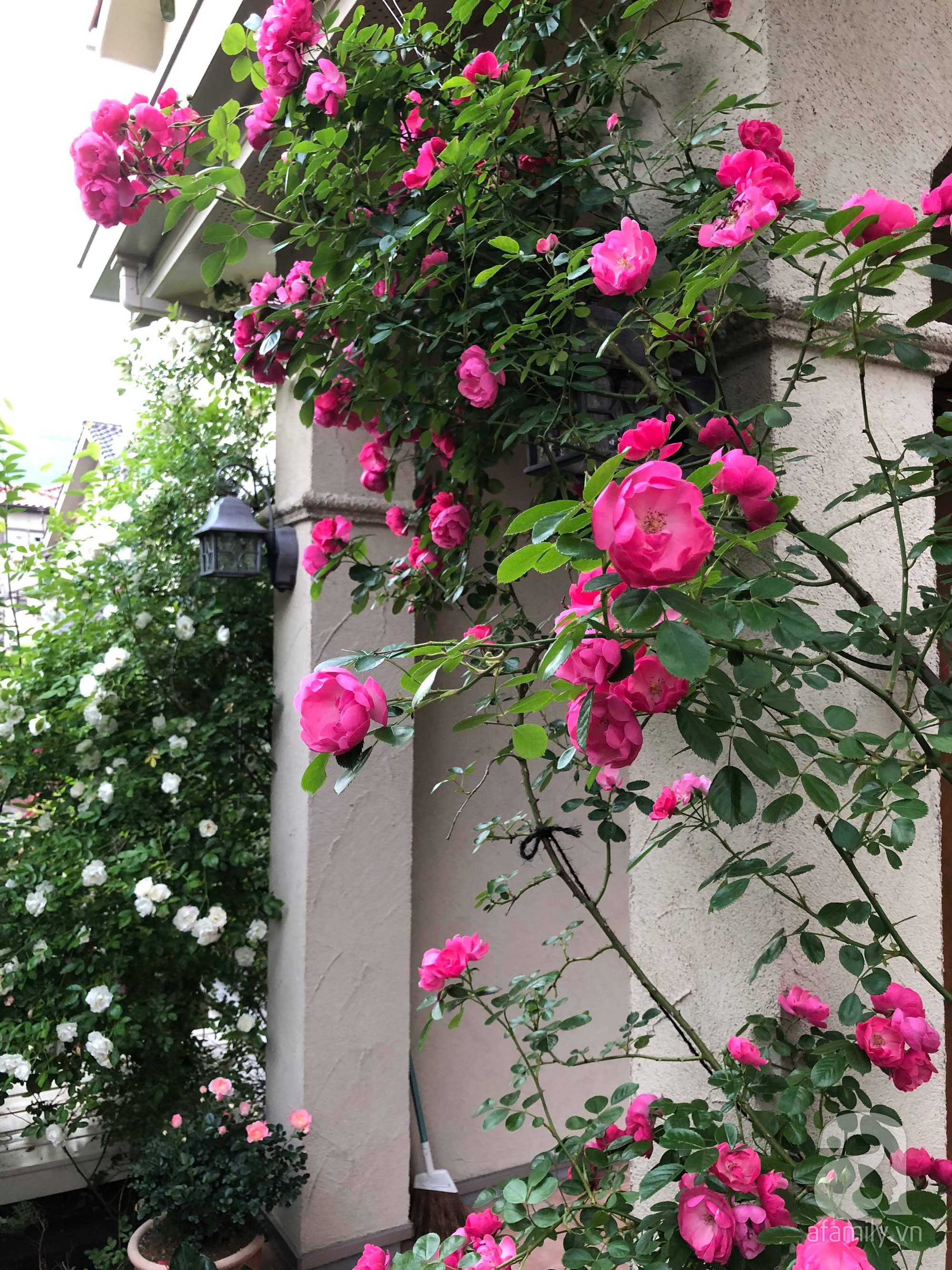Khu vườn hoa hồng trước nhà đẹp như truyện cổ tích của người đàn ông Việt ở Nhật - Ảnh 10.