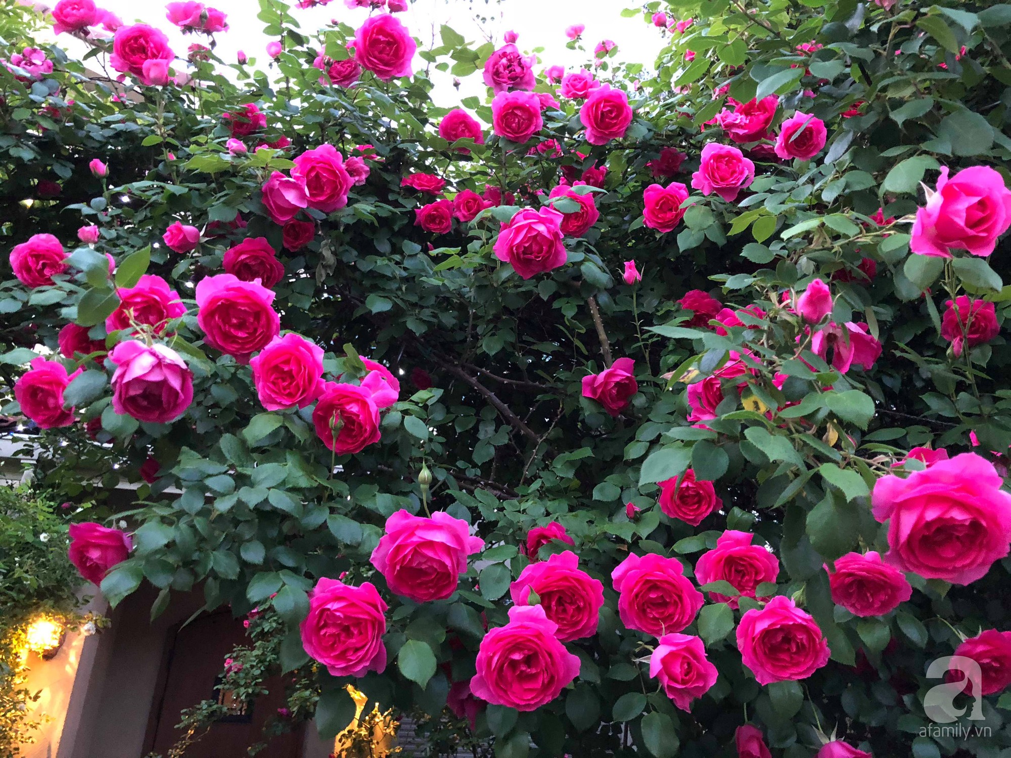 Khu vườn hoa hồng trước nhà đẹp như truyện cổ tích của người đàn ông Việt ở Nhật - Ảnh 8.