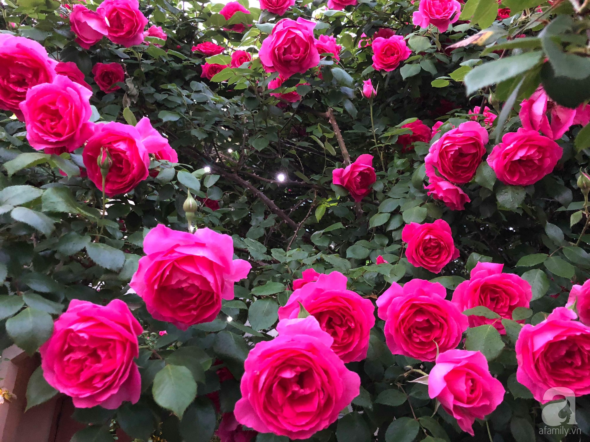 Khu vườn hoa hồng trước nhà đẹp như truyện cổ tích của người đàn ông Việt ở Nhật - Ảnh 6.