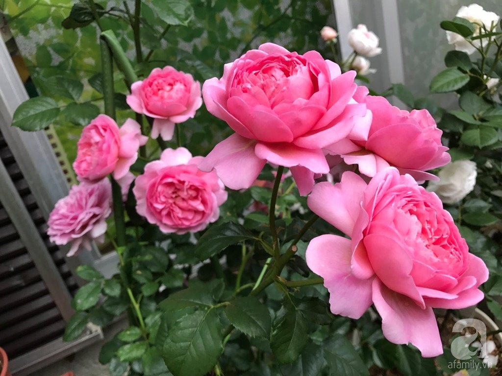 Góc vườn 20m² thơm ngát hoa hồng đủ loại của nữ giám đốc Việt ở Nhật Bản - Ảnh 7.