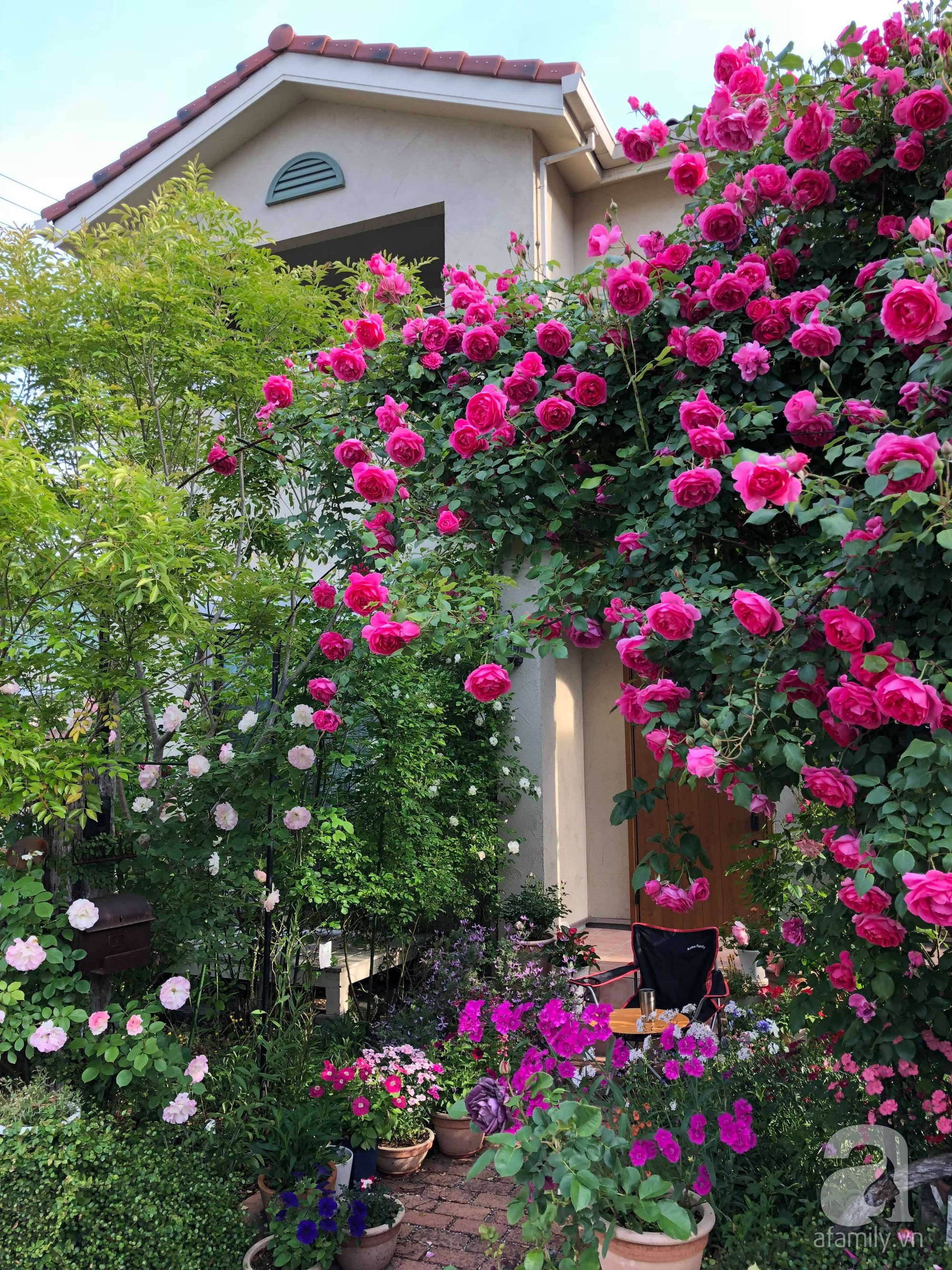 Khu vườn hoa hồng trước nhà đẹp như cổ tích của người đàn ông Việt ...