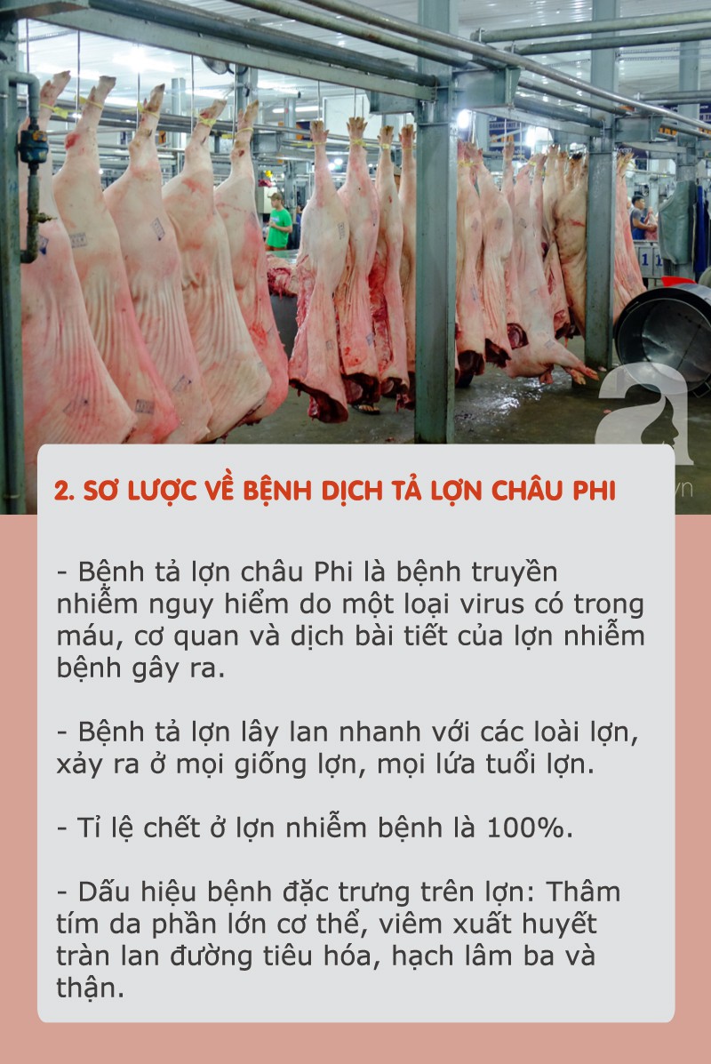 Dịch tả lợn châu Phi hoành hành: Tất cả thông tin cần biết và cách chọn, chế biến thịt an toàn khi đang có dịch - Ảnh 2.