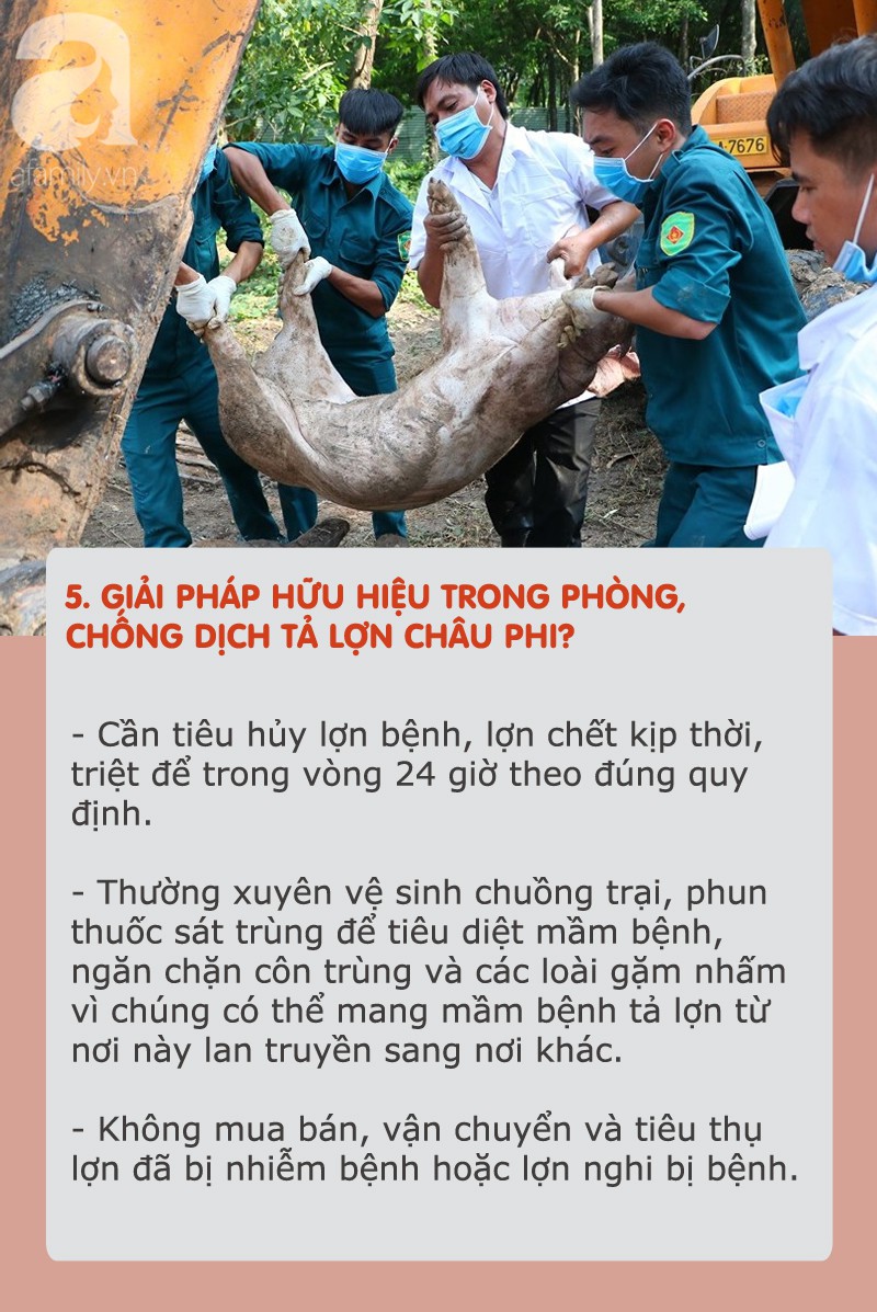 Dịch tả lợn châu Phi hoành hành: Tất cả thông tin cần biết và cách chọn, chế biến thịt an toàn khi đang có dịch - Ảnh 5.