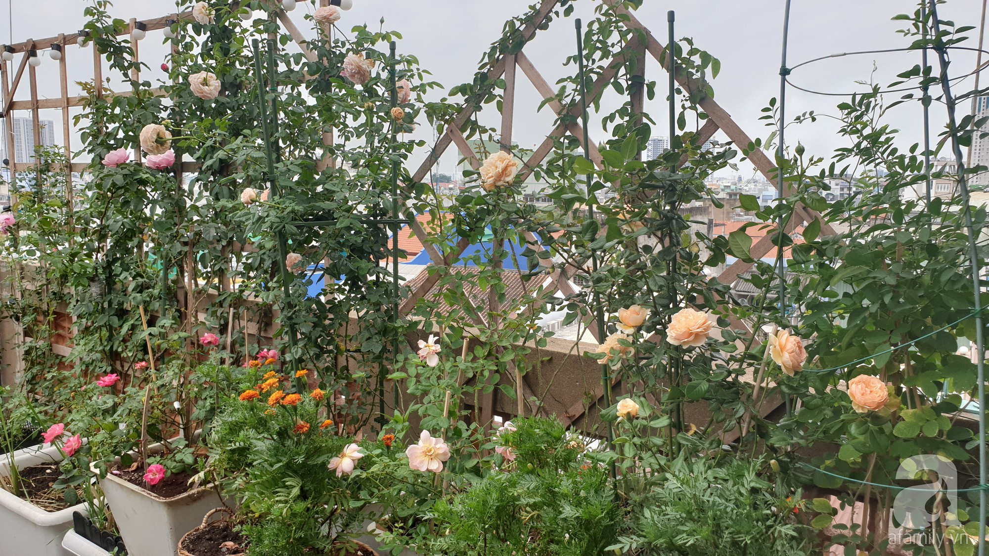 Vườn hồng trên sân thượng rực rỡ sắc màu của chàng trai 8x siêu đảm ở Sài Gòn - Ảnh 21.