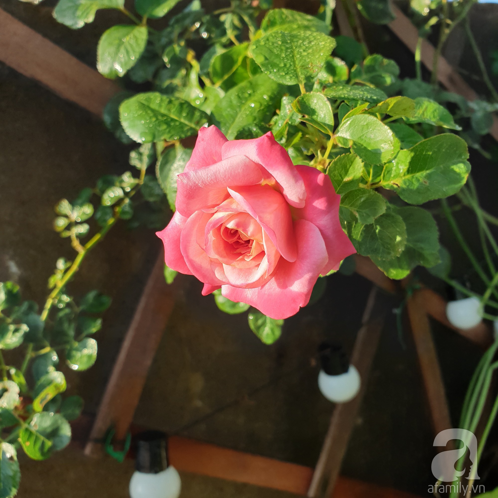 Vườn hồng trên sân thượng rực rỡ sắc màu của chàng trai 8x siêu đảm ở Sài Gòn - Ảnh 20.