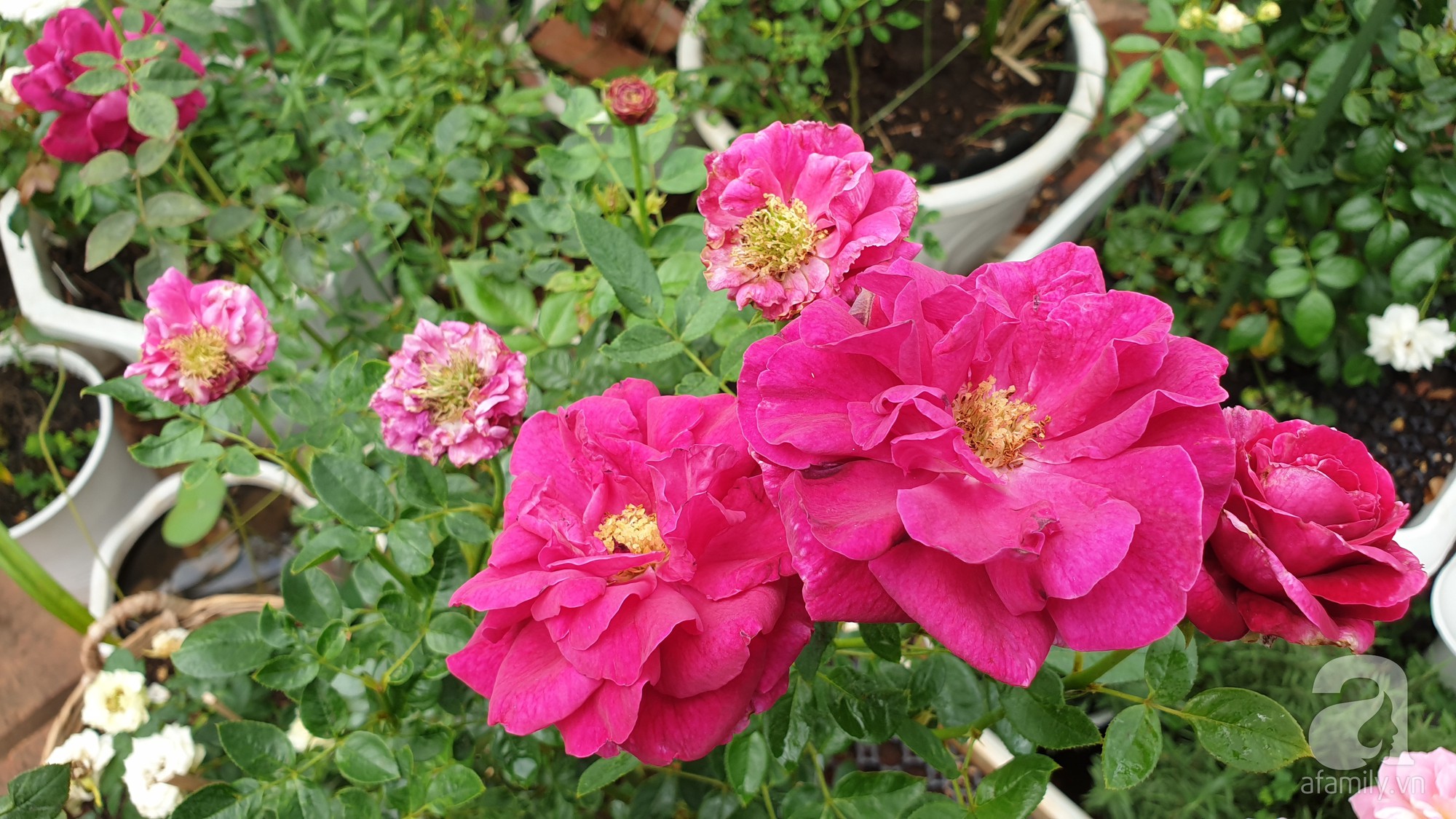 Vườn hồng trên sân thượng rực rỡ sắc màu của chàng trai 8x siêu đảm ở Sài Gòn - Ảnh 18.