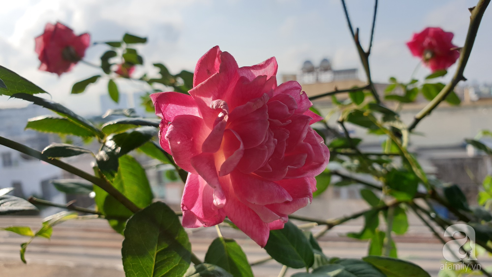 Vườn hồng trên sân thượng rực rỡ sắc màu của chàng trai 8x siêu đảm ở Sài Gòn - Ảnh 15.
