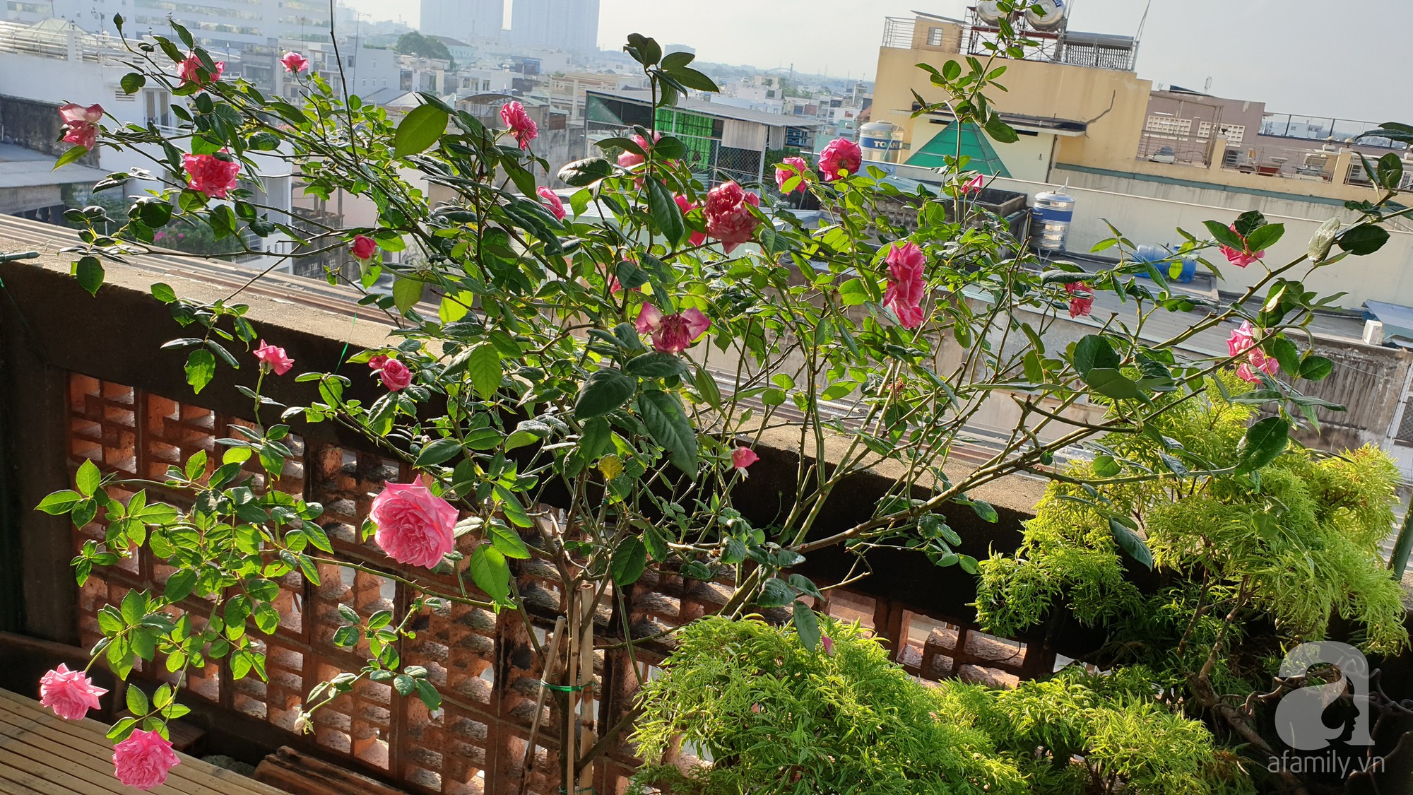 Vườn hồng trên sân thượng rực rỡ sắc màu của chàng trai 8x siêu đảm ở Sài Gòn - Ảnh 4.