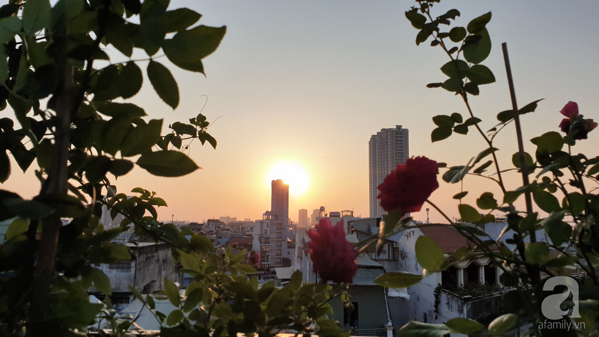 Vườn hồng trên sân thượng rực rỡ sắc màu của chàng trai 8x siêu đảm ở Sài Gòn - Ảnh 2.
