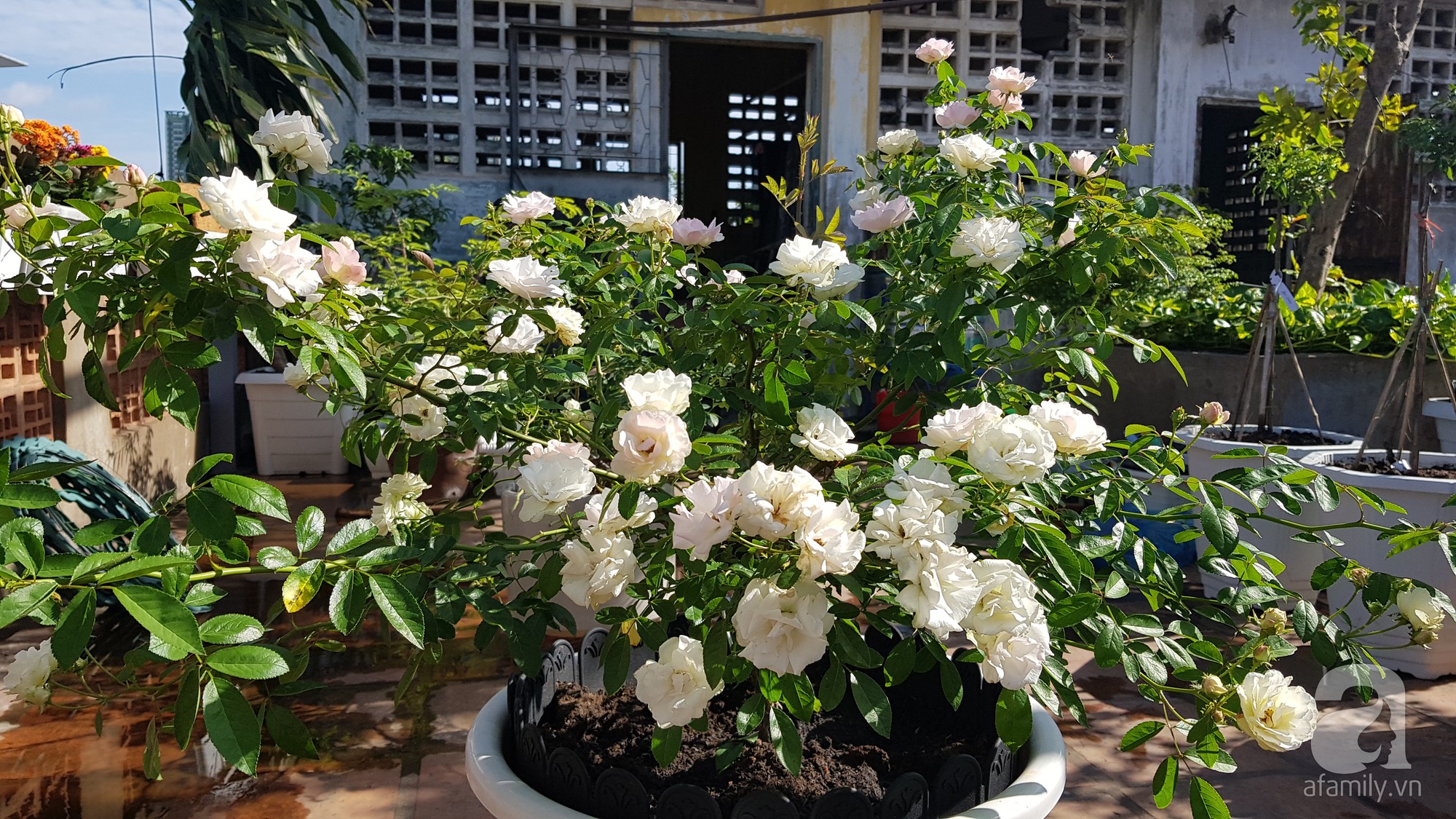 Vườn hồng trên sân thượng rực rỡ sắc màu của chàng trai 8x siêu đảm ở Sài Gòn - Ảnh 1.