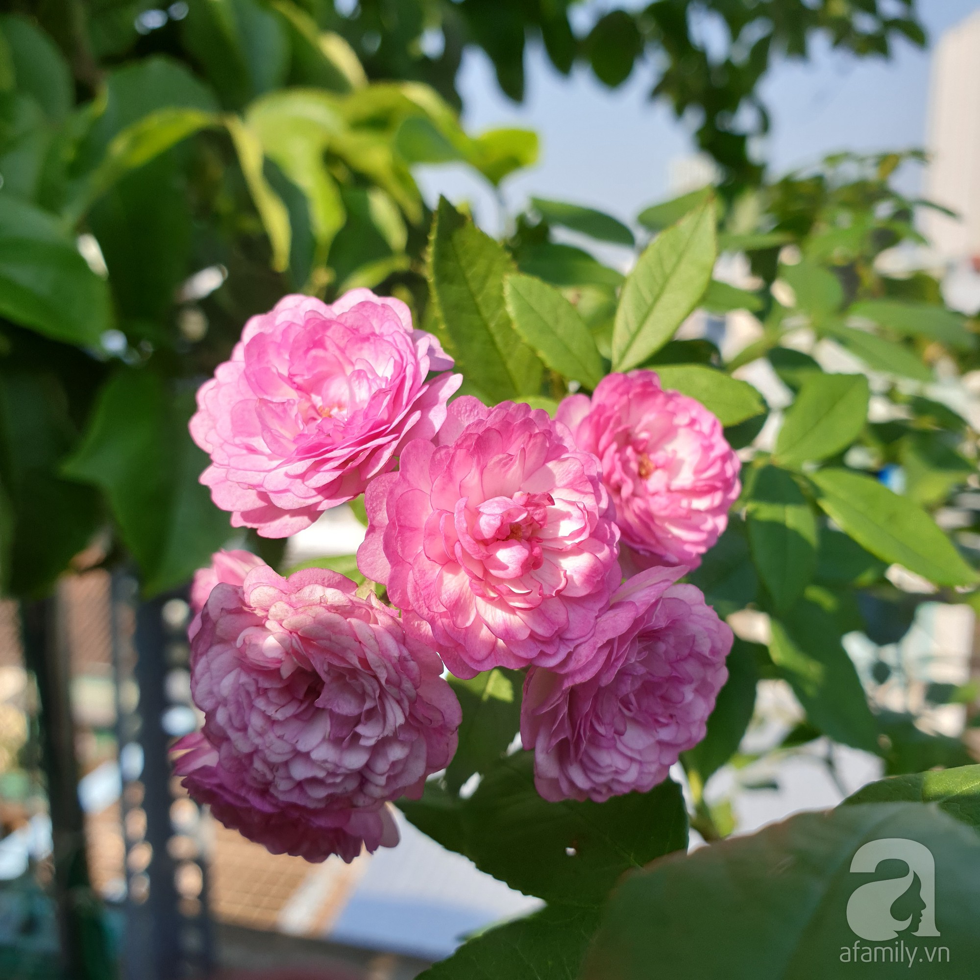 Vườn hồng trên sân thượng rực rỡ sắc màu của chàng trai 8x siêu đảm ở Sài Gòn - Ảnh 7.