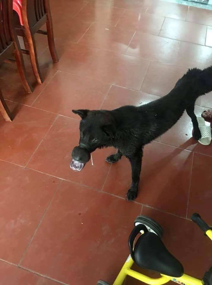 Chú chó đáng thương bị buộc chặt mõm bằng dây chun đã được đưa từ Lạng Sơn về Hà Nội điều trị - Ảnh 2.