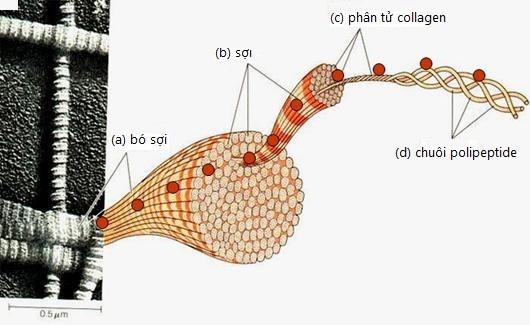 Collagen thủy phân từ vảy cá biển đã chính thức có mặt tại Việt Nam - Ảnh 1.