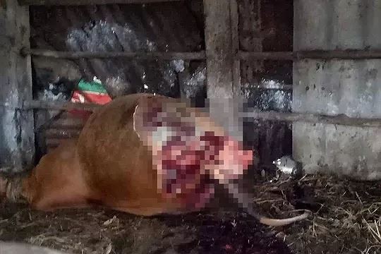 Hy hữu trộm xẻ thịt hai đùi sau bò đang mang thai ở Quảng Bình - Ảnh 1.