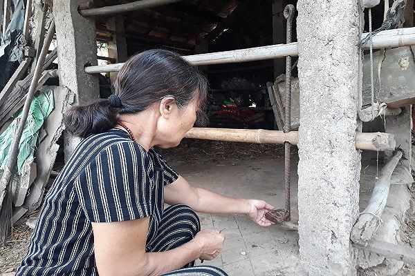 Hy hữu trộm xẻ thịt hai đùi sau bò đang mang thai ở Quảng Bình - Ảnh 2.