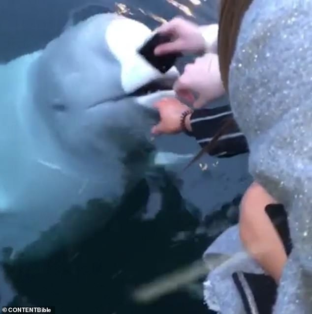 Bất cẩn làm rơi điện thoại xuống biển, cô gái không ngờ lại nhận được của rơi nhờ một hành động không ngờ của chú cá voi - Ảnh 3.