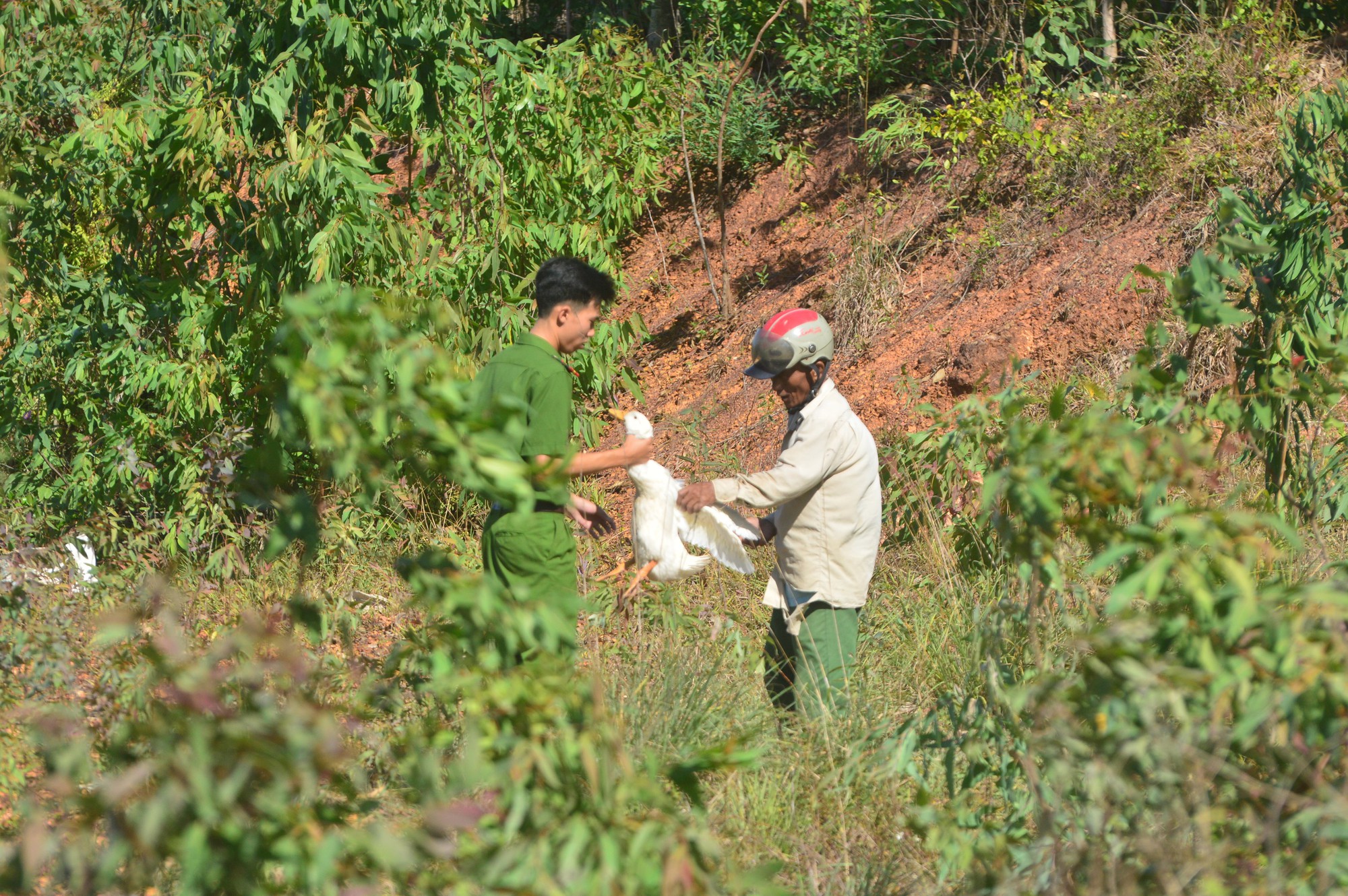 Xe tải gặp nạn, hàng trăm con vịt bị dân hôi của buộc công an xuống đường tìm vịt trả chủ xe  - Ảnh 6.