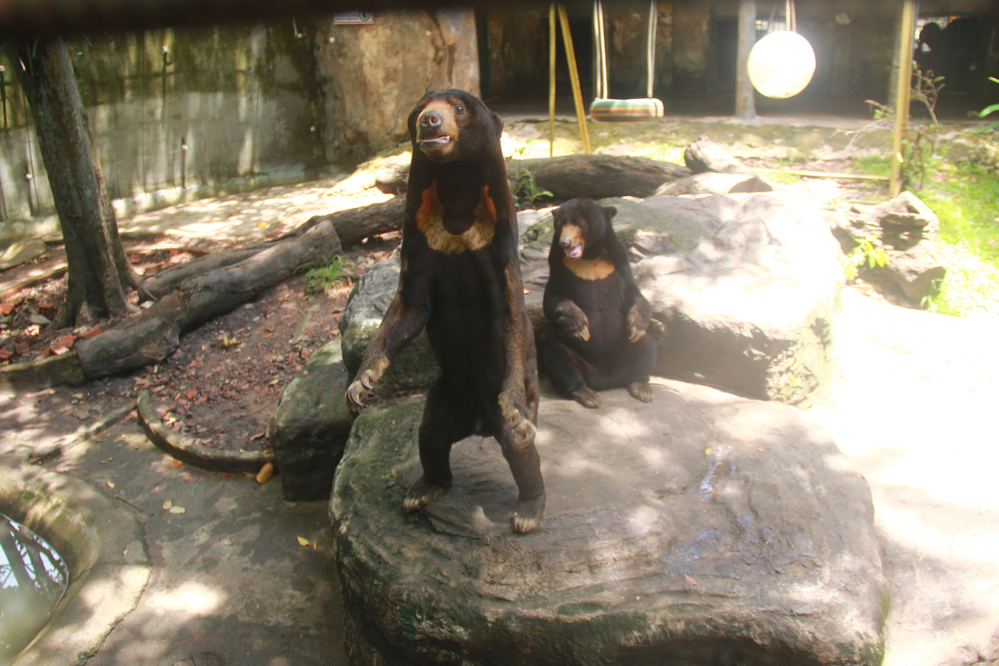 Thực hư clip gấu bị nhịn đói đến gầy ốm, phải xin ăn khách tham quan ở Thảo Cầm Viên - Ảnh 4.
