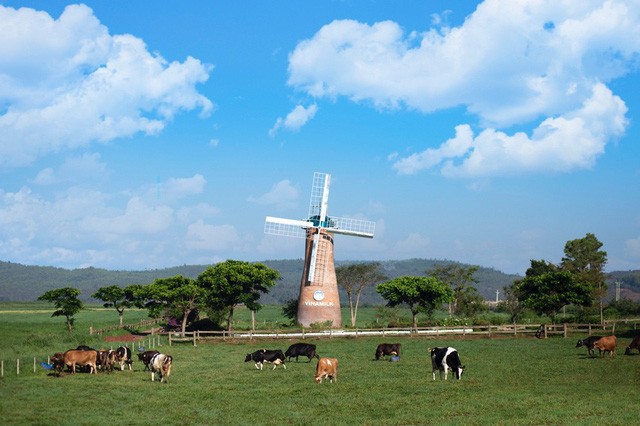 Cần 1 nơi để gia đình khám phá thiên nhiên: Hãy thử 1 ngày trải nghiệm ở trang trại bò sữa Vinamilk Organic Đà Lạt - Ảnh 4.