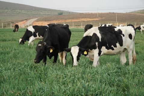 Cần 1 nơi để gia đình khám phá thiên nhiên: Hãy thử 1 ngày trải nghiệm ở trang trại bò sữa Vinamilk Organic Đà Lạt - Ảnh 5.