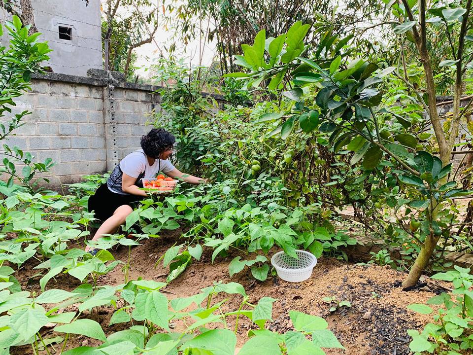 Khu vườn mùa hè đầy ắp sấu, xoài, mít và rực rỡ sắc hoa của diễn viên Hồng Đăng - Ảnh 13.