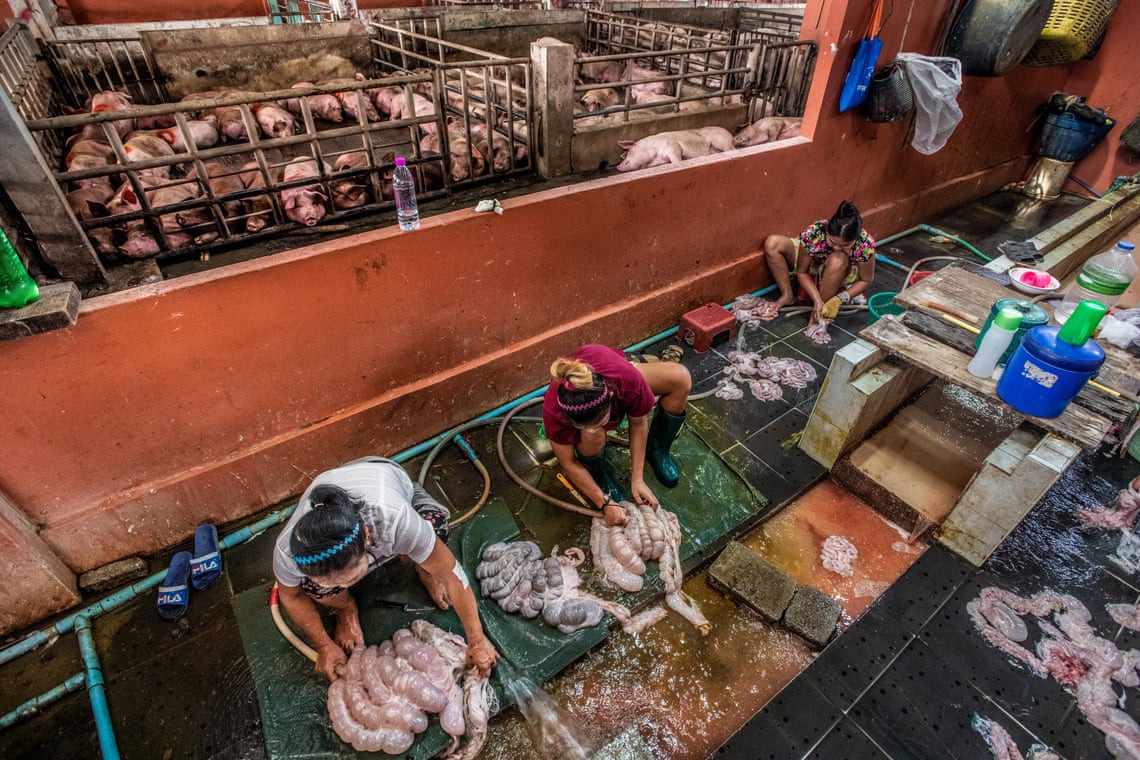 Sự thật tàn khốc đằng sau những lò giết mổ lợn ở Thái Lan với nỗi đau thấu tim can không ai biết - Ảnh 6.