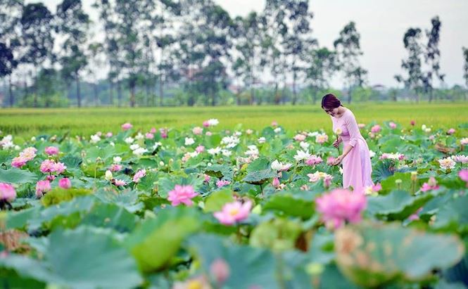 Những đầm sen tuyệt đẹp quanh Hà Nội nhất định phải check-in một lần - Ảnh 5.