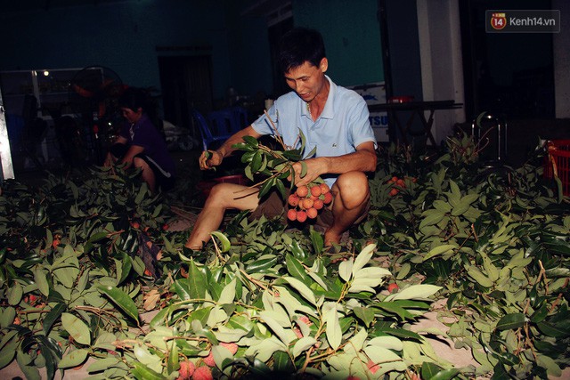 Người dân Bắc Giang dậy từ 3 giờ sáng để bẻ vải, thức xuyên đêm vặt lá cho kịp thời vụ - Ảnh 3.