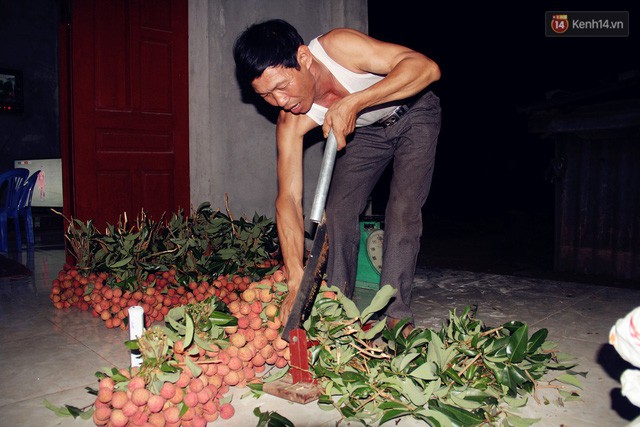 Người dân Bắc Giang dậy từ 3 giờ sáng để bẻ vải, thức xuyên đêm vặt lá cho kịp thời vụ - Ảnh 4.