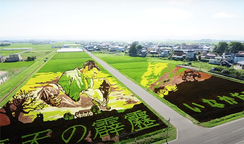 ricefield-3