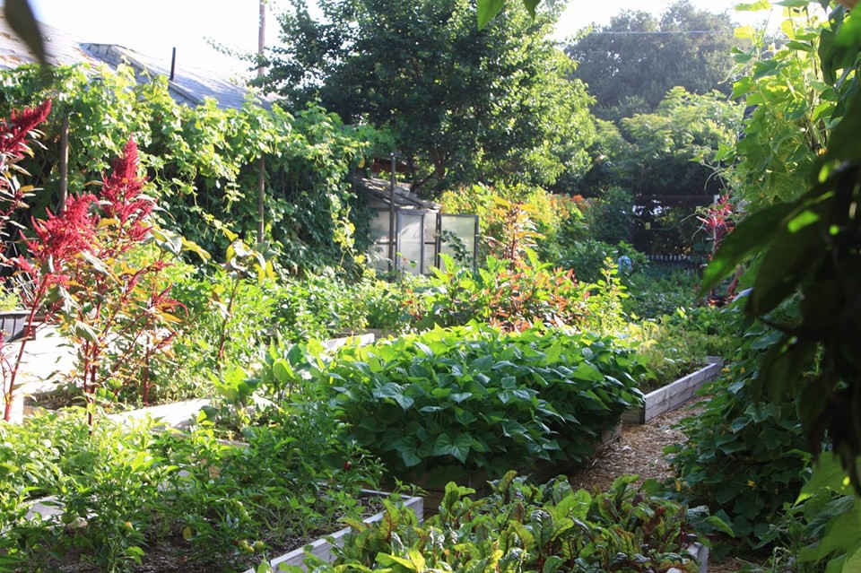 Gia đình nhiều thế hệ chung sống hạnh phúc bên ngôi nhà yên bình cùng mảnh vườn trồng rau quả sạch rộng 4000m2 - Ảnh 19.