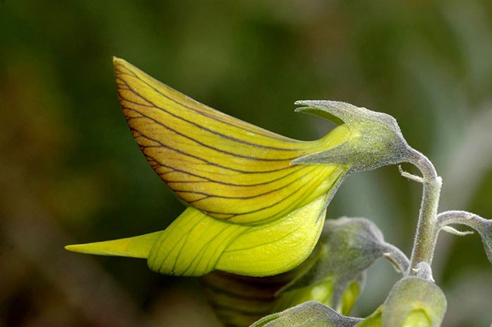 flower-like-hummingbird-green-birdflower-15-5d120c0c99347__700