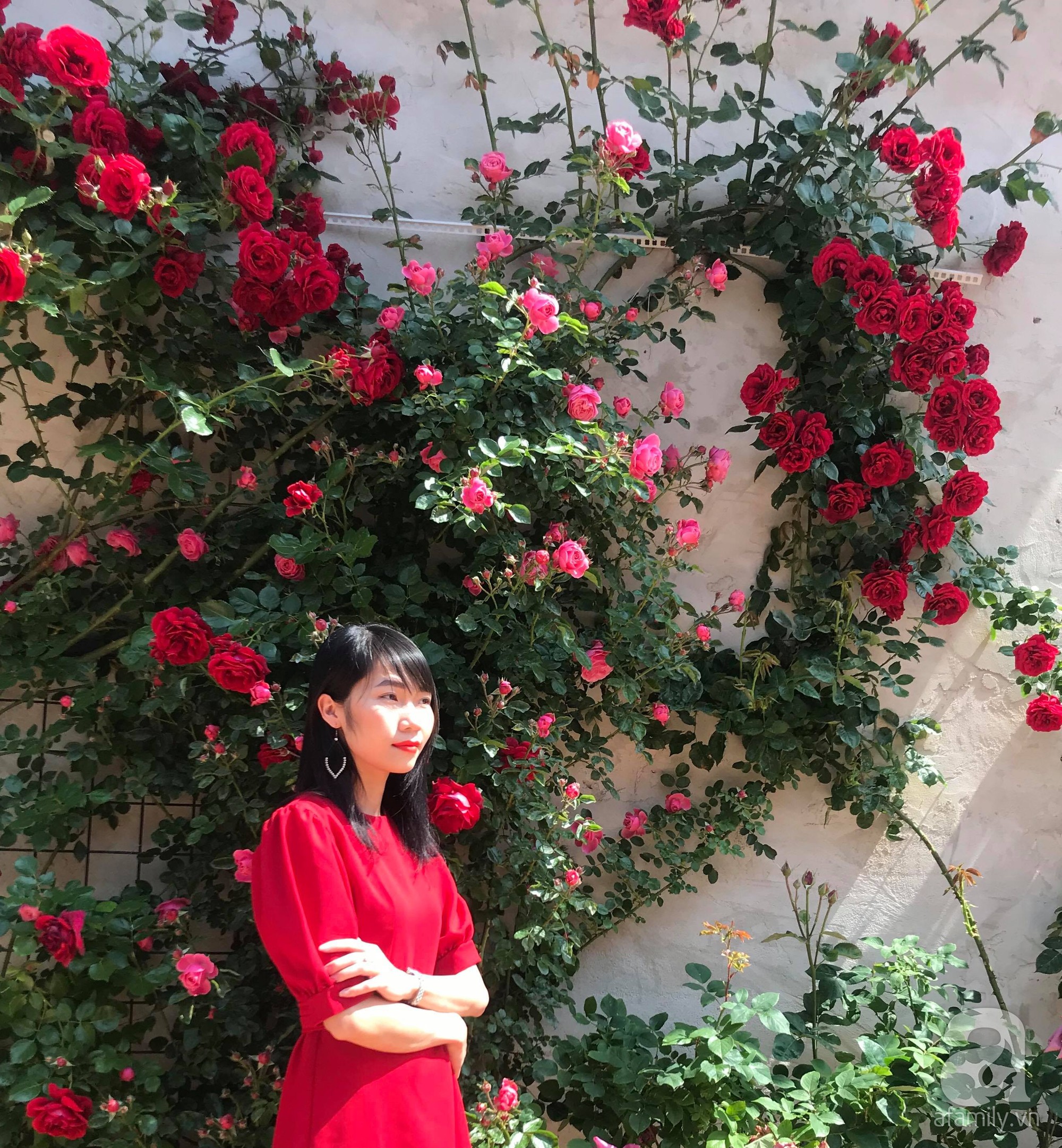 Giàn hồng nghìn bông đẹp như thiên đường hàng ngày được trồng chăm sóc để dành tặng vợ - Ảnh 18. Giàn hồng nghìn bông đẹp như thiên đường hàng ngày được trồng chăm sóc để dành tặng vợ - Ảnh 18.