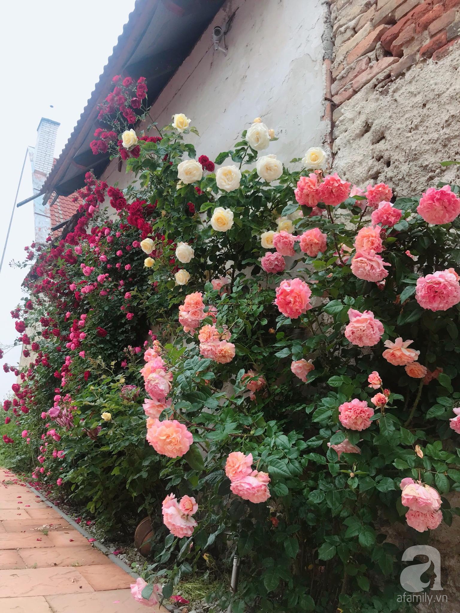 Giàn hồng nghìn bông đẹp như thiên đường hàng ngày được trồng chăm sóc để dành tặng vợ - Ảnh 6. Giàn hồng nghìn bông đẹp như thiên đường hàng ngày được trồng chăm sóc để dành tặng vợ - Ảnh 6.