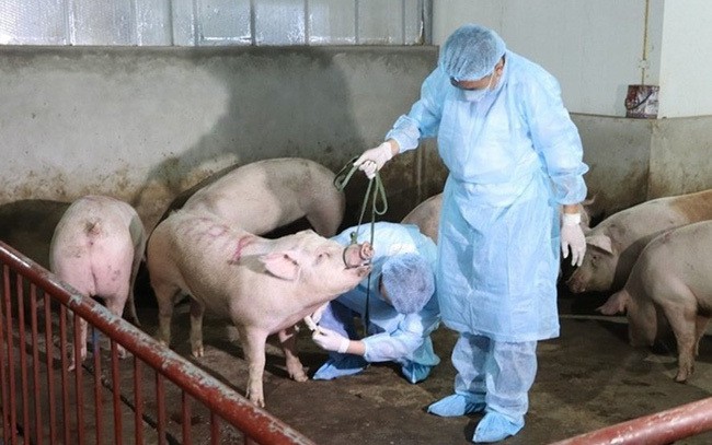 Hành động ngăn chặn và ứng phó khẩn cấp với khả năng bệnh dịch tả lợn châu Phi xâm nhiễm trên địa bàn Hà Nội - Ảnh 1.